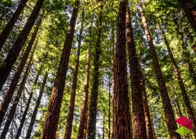 Bosque de Secuoyas del Monte Cabezón