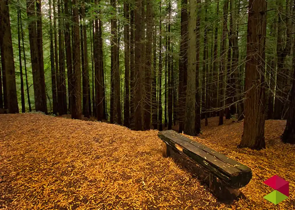 Bosque de Secuoyas del Monte Cabezón