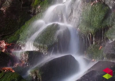 Parque Natural del Saja-Besaya: Refugio de Fauna Salvaje y Bosques Legendarios en el Corazón de Cantabria
