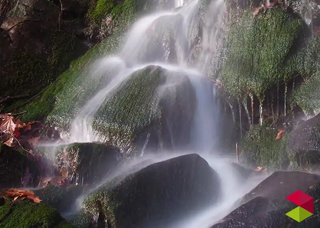 Parque Natural del Saja-Besaya: Refugio de Fauna Salvaje y Bosques Legendarios en el Corazón de Cantabria