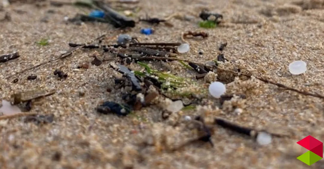 Eventos en Cantabria Eliminación de residuos en la playa de Sonabia