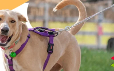 Astillero lanza clases gratuitas de obediencia canina durante los meses de julio y agosto