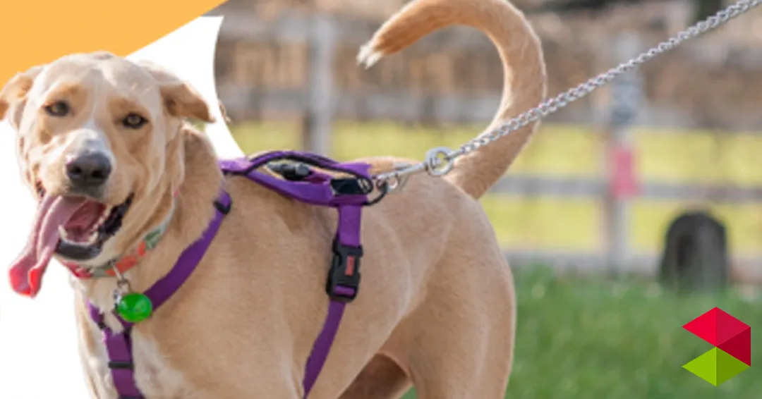Noticias AStillero Astillero lanza clases gratuitas de obediencia canina durante los meses de julio y agosto