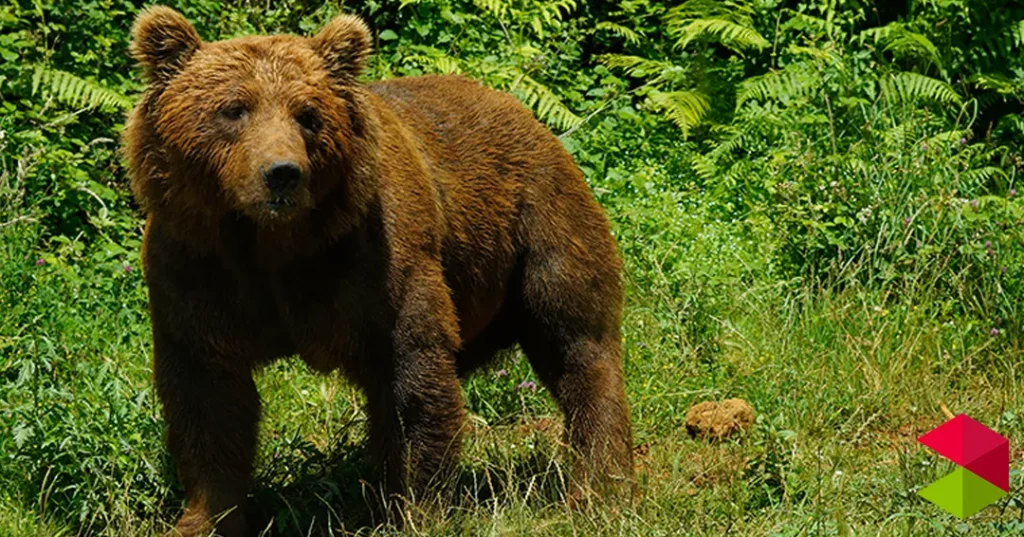 Noticias Cantabria Oso desorientado en Reinosa