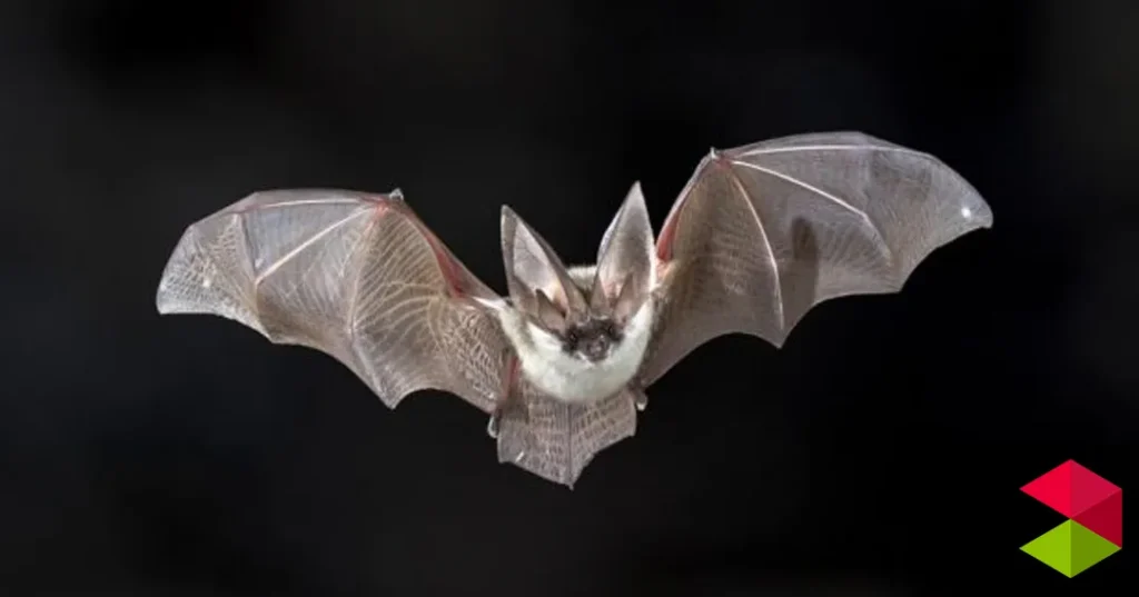 Noticias Reinosa El programa de naturaleza de la concejalía de medio ambiente oferta un curso sobre murciélagos