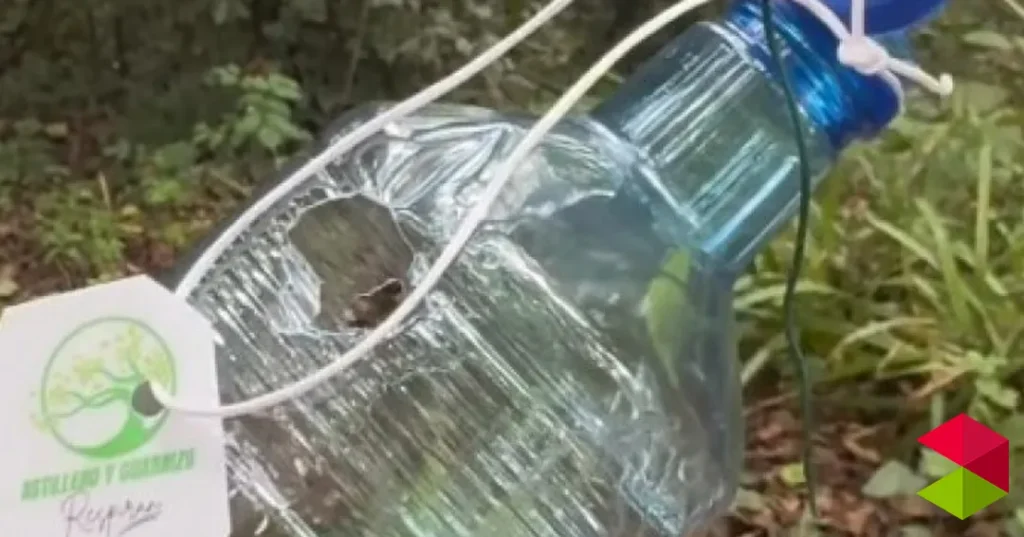 Noticias Astillero El Ayuntamiento de Astillero intensifica su lucha contra la avispa asiática