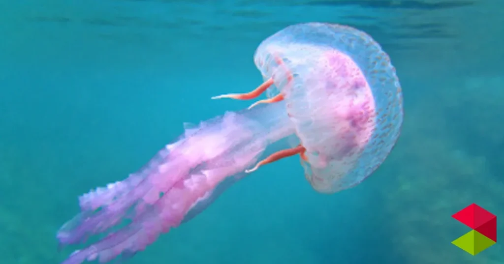 Prohibido el baño en una concurrida playa de Cantabria por medusas