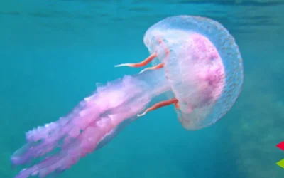 Prohibido el baño en una concurrida playa de Cantabria por medusas
