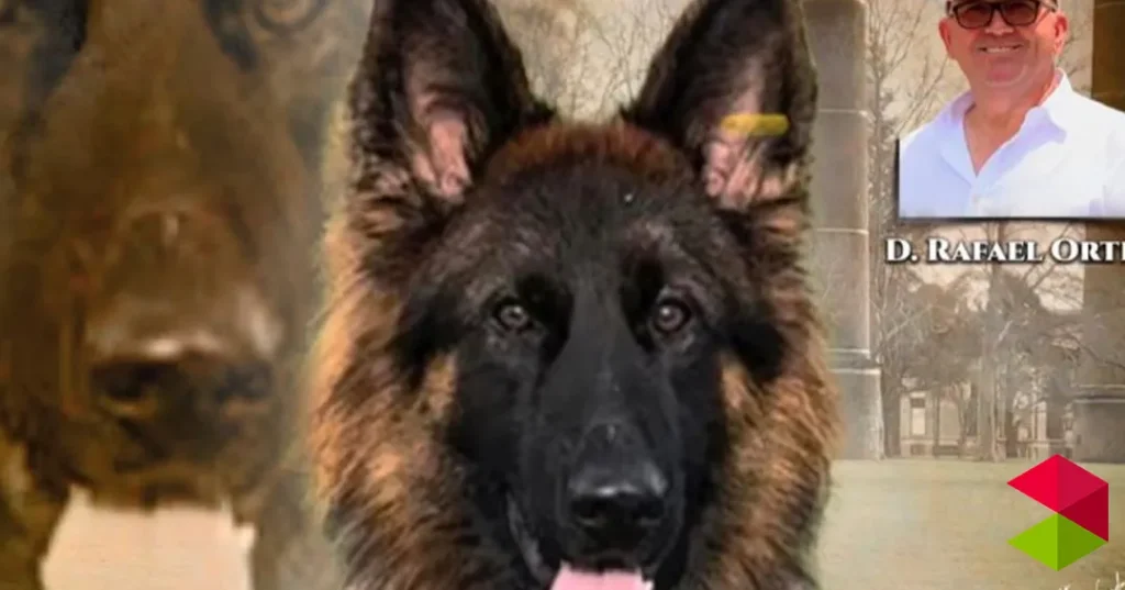 Noticias Astillero Actividad del real club español del pastor alemán en Astillero