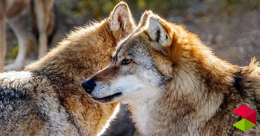 Noticias Cantabria Cantabria ha extraído 25 lobos de los 41 permitidos por el Plan de Gestión desde su salida del LESPRE