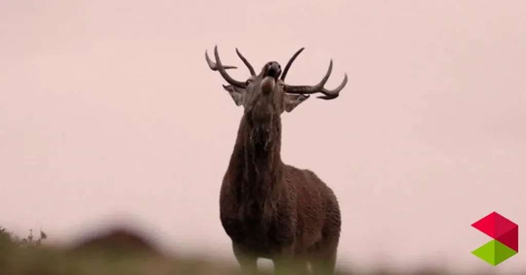 Noticias Reinosa Organizada una salida guiada a observar la berrea
