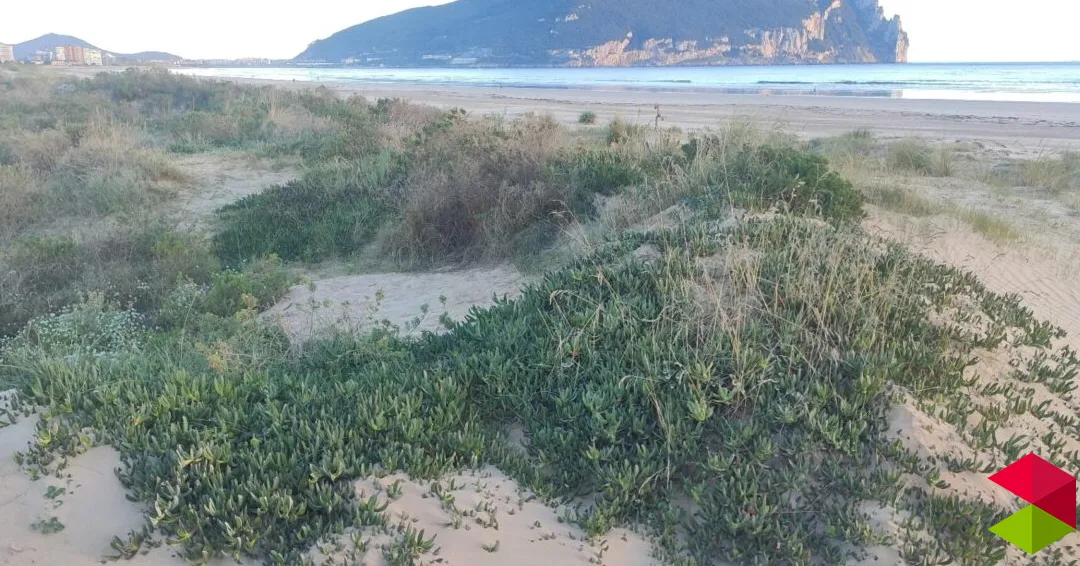 Eventos en Cantabria La engañosa belleza de las plantas invasoras en las dunas de la playa Salvé