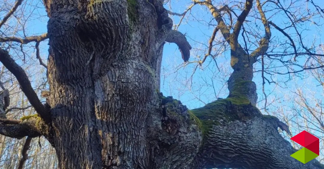 Noticias Reinosa Organizada una excursión a los robles centenarios de Bustillo del Monte y un Taller de Micología