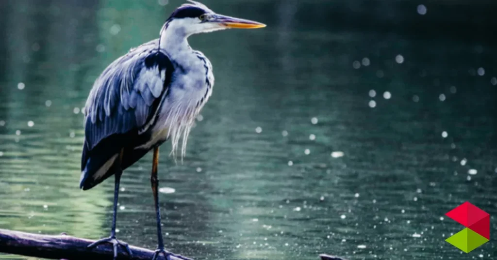 Noticias Reinosa Ruta guiada para avistar las aves acuáticas que invernan en el Embalse del Ebro