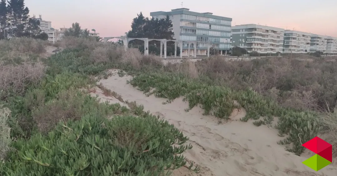 Eventos en Laredo La engañosa belleza de las plantas invasoras en las dunas de la playa Salvé