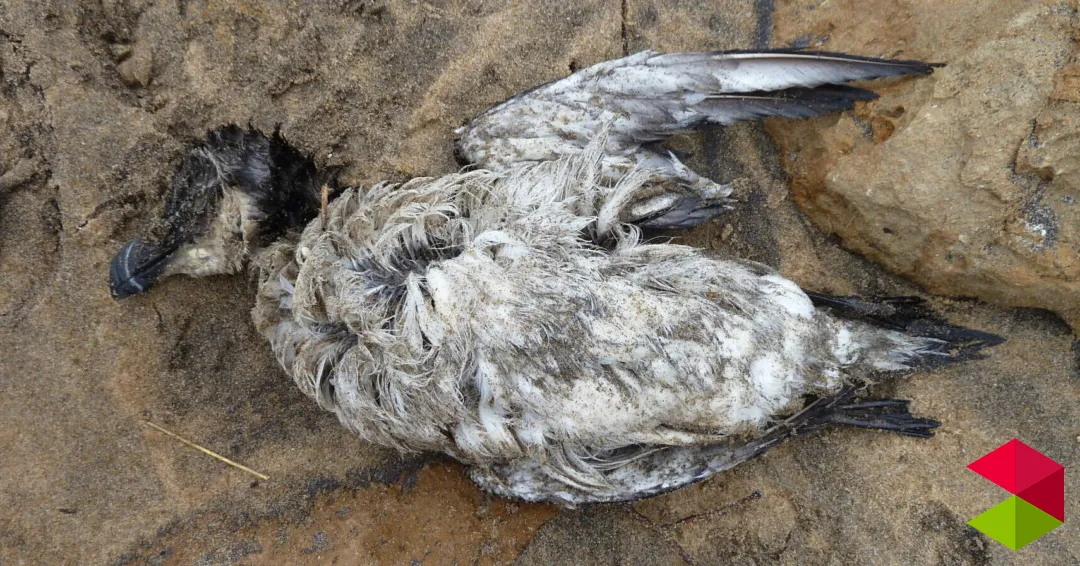 Eventos San Vicente de la Barquera Jornada de inspección costera de aves orilladas