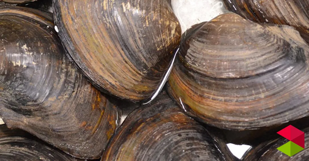 El Gobierno de Cantabria aprueba el Plan de Explotación de Almeja en la Bahía de Santander para la campaña 2026