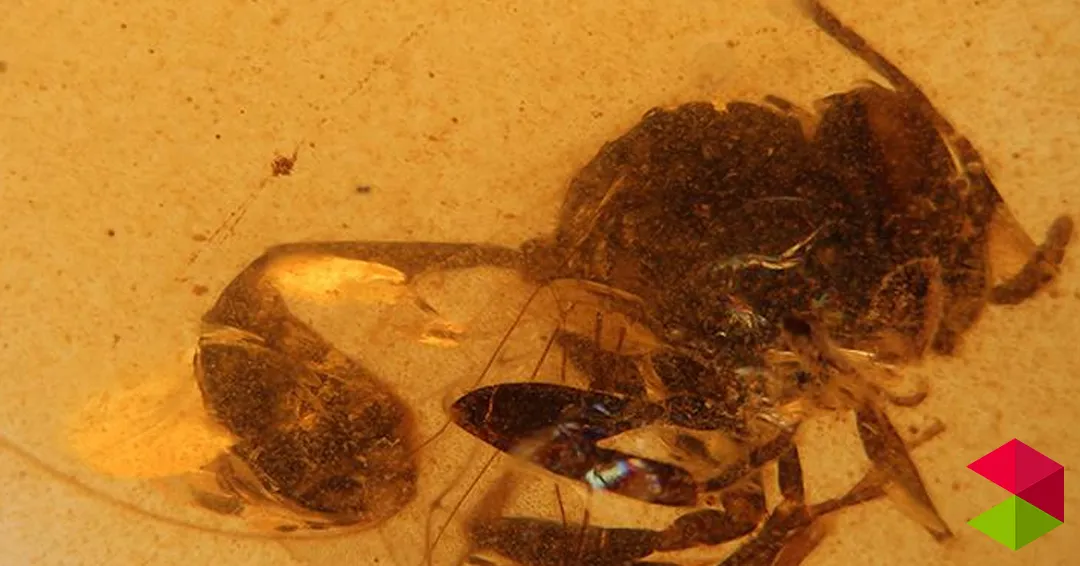 Descubren una nueva especie de avispa fósil en el ámbar de El Soplao de hace 105 millones de años