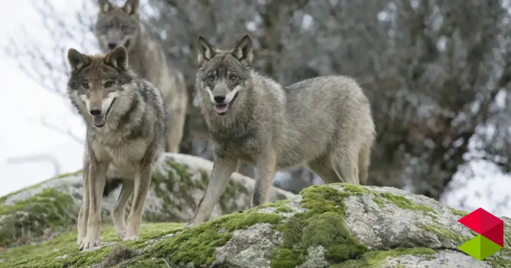 Noticias Cantabria La justicia paraliza el encargo del Plan del Lobo al estimar la denuncia de Podemos Cantabria