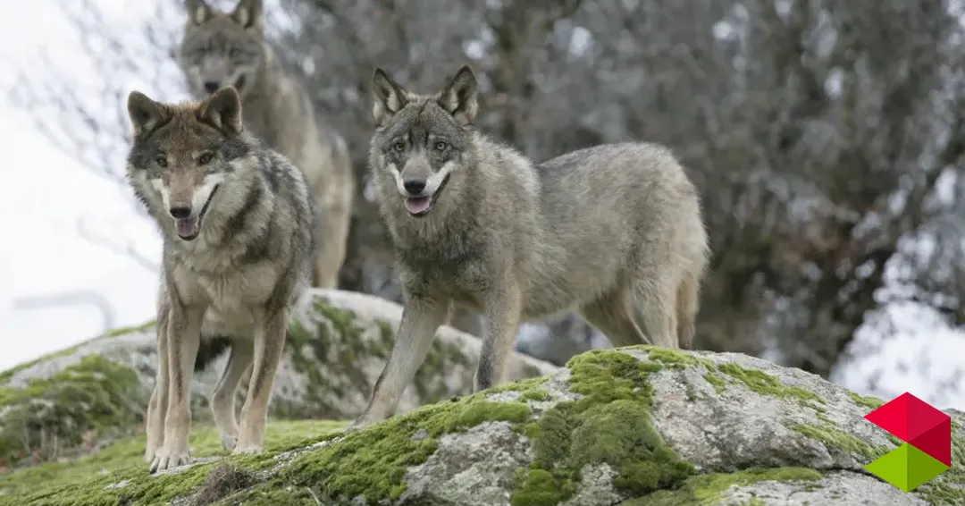 La justicia paraliza el encargo del Plan del Lobo al estimar la denuncia de Podemos Cantabria