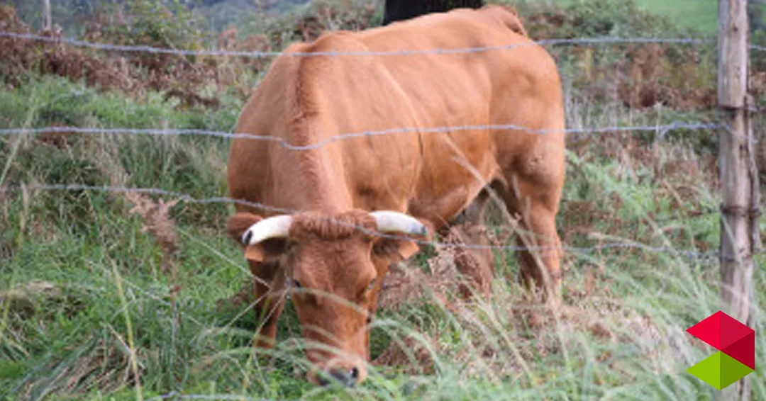 El Gobierno de Cantabria pondrá en marcha el 2 de febrero la campaña de saneamiento ganadero de las explotaciones bovinas del municipio de Piélagos