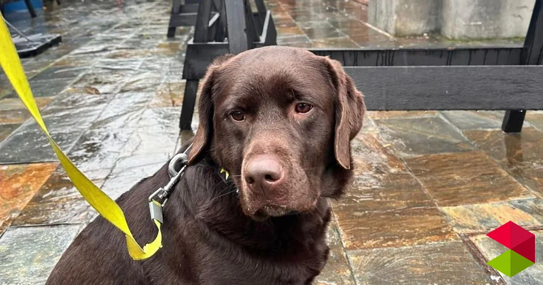 La Policía Local amplía su Unidad Canina con la incorporación de Kiara, un ejemplar de labrador especializada en detección de estupefacientes