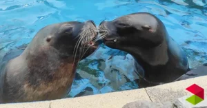 Noticias Cantabria Fallece por causas naturales Pas, una de las hembras de león marino más carismáticas del Parque de la Naturaleza de Cabárceno