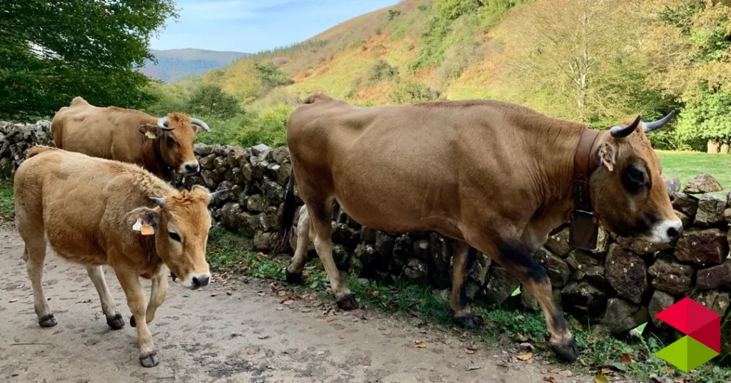 Noticias Cantabria Susinos recuerda a los ganaderos la importancia de la vacunación frente a la EHE y la lengua azul ante la llegada de la primavera