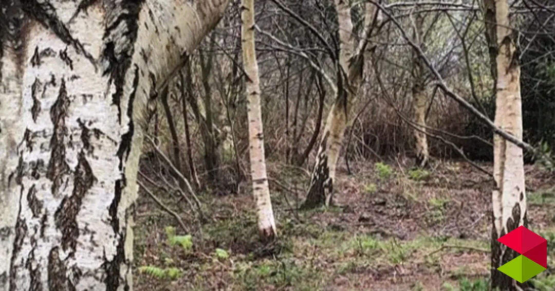 Eventos Cantabria Día Internacional de los Bosques Castro Urdiales 2026