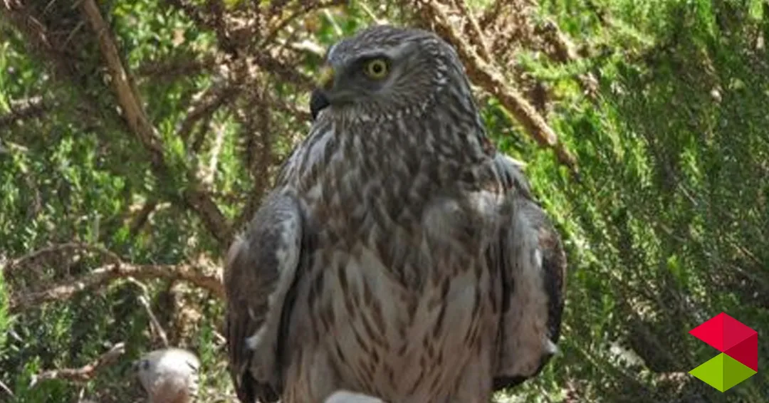 Eventos Cantabria Proyección del documental Cantabria salvaje en Torrelavega