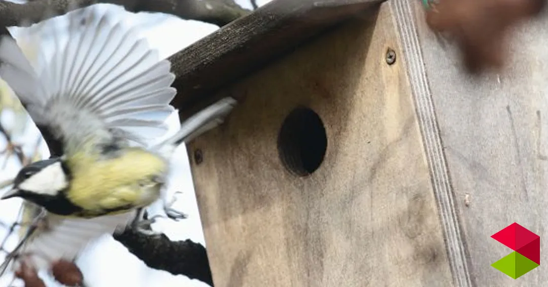 Eventos Cantabria Taller de Cajas – Nido para pequeños pesiformes en zonas verdes urbanas en Liendo