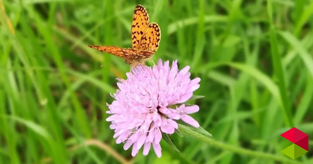 Eventos en Cantabria Alas de colores: Jardín de Mariposas Soba
