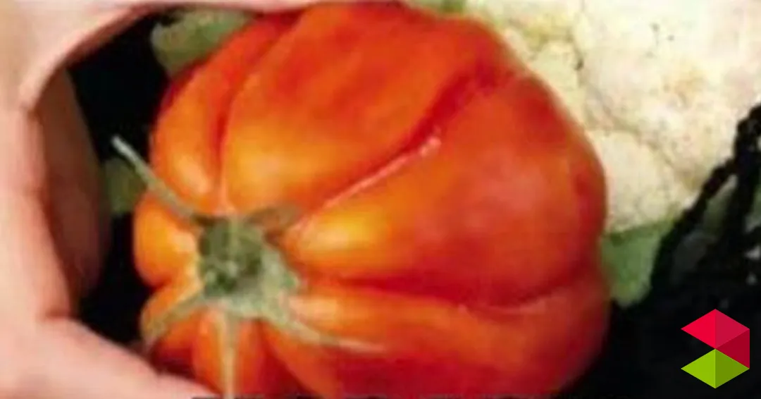 Mercado agroalimentario y artesanal Liencres 2026