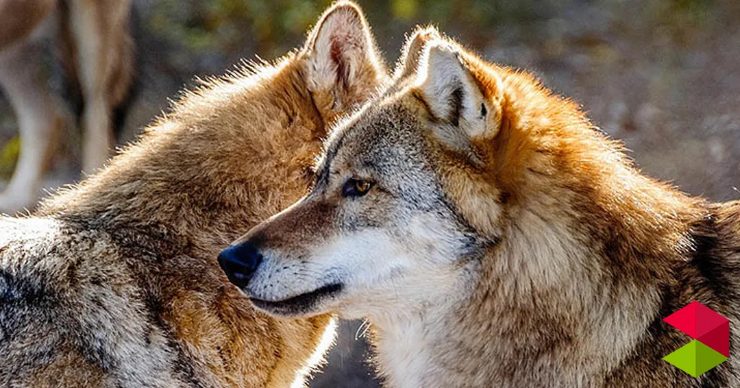 El Gobierno de Cantabria aprueba el nuevo Plan de Gestión del Lobo orientado a la coexistencia con la ganadería