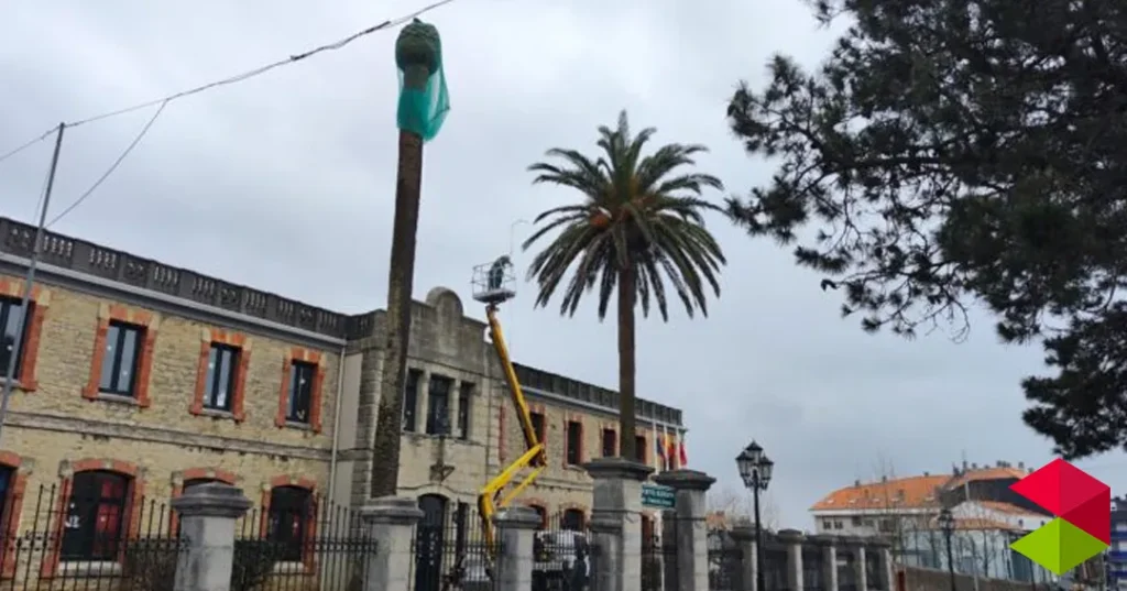 Noticias Suances El Ayuntamiento de Suances refuerza la protección de sus palmeras municipales frente al picudo rojo con un plan sostenible en 2026