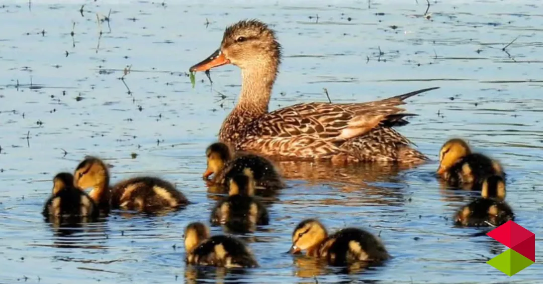 Eventos Cantabria Ruta grupal ornitológica por las marismas de Astillero
