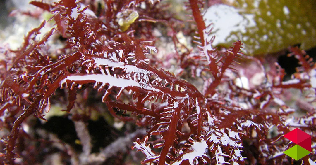 Pesca inicia la consulta pública sobre la regulación de la explotación de algas Gelidium para la campaña 2026