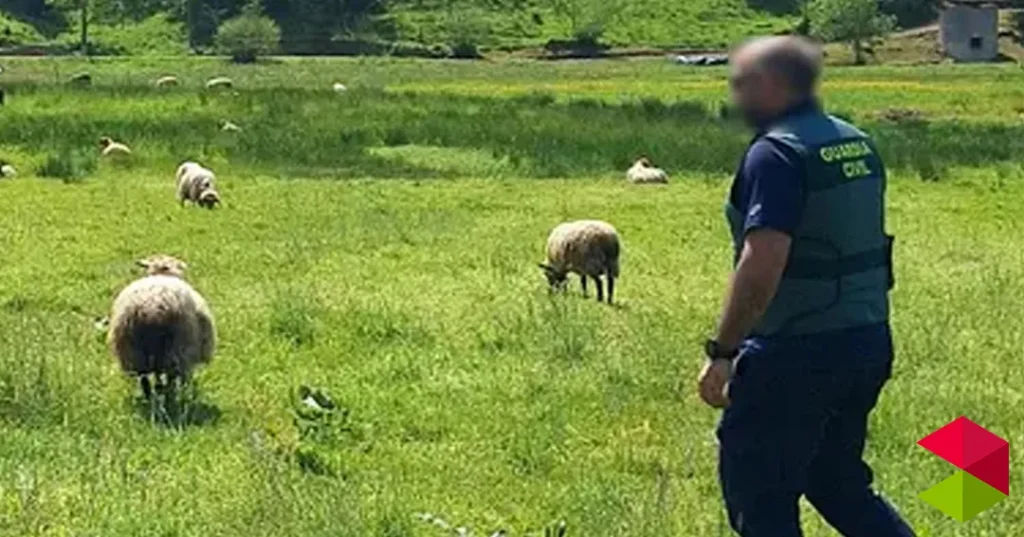 Noticias Marina de Cudeyo Investigados por 7 sacrificios con sufrimiento en Cantabria