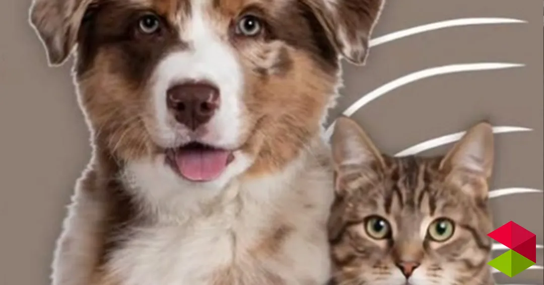 Programa Iº encuentro canino - felino Astillero 2026