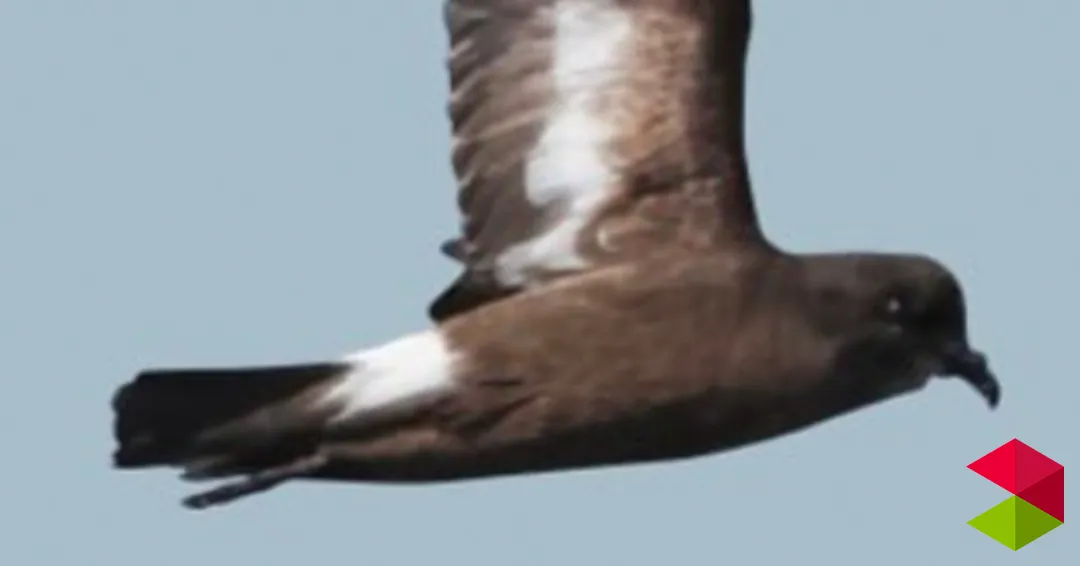 Programa Festival de la migración de las aves Santoña 2026